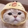 一软萌团子Daily的头像