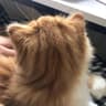 小向阳小花手记的头像