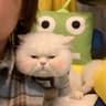 Mia的头像