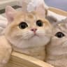 MyMia呀的头像