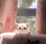 Hey晚风知我意Vibes的头像