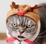 鹿角猫主子的头像