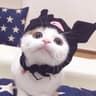 糖霜猫爪17的头像