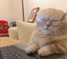 猫总不说话的头像