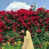 予柔NeonRose的头像