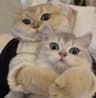 奶霜猫团77的头像
