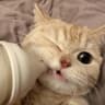 奶糖猫爪94的头像