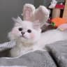 阿若宁随笔的头像