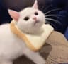 奶霜猫团9145的头像