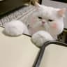 奶霜猫团1358的头像