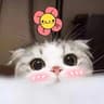 小奶猫酱的头像