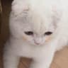 MyYuna的头像