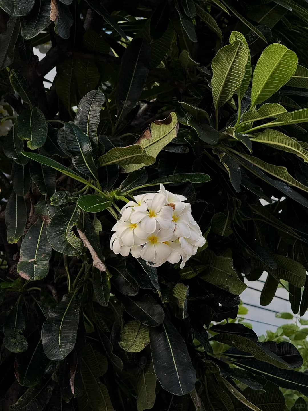 🇹🇭芭提雅躺平日记封面图