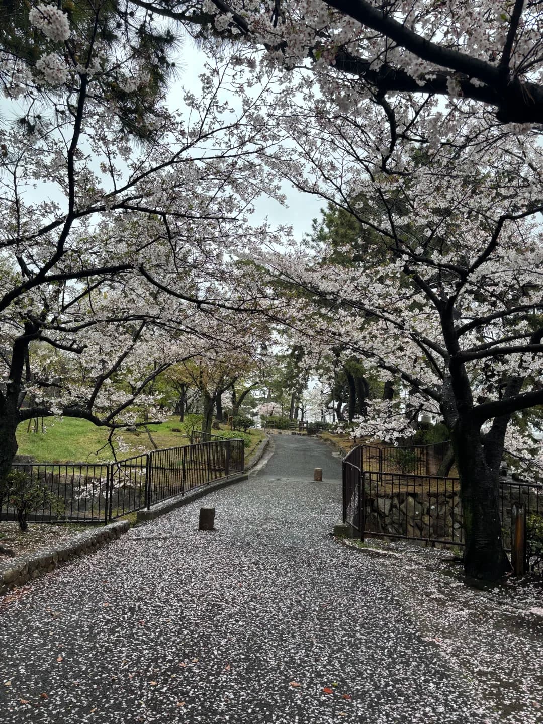 【神户租房】找副卧室友｜海景房，公园景区房封面图