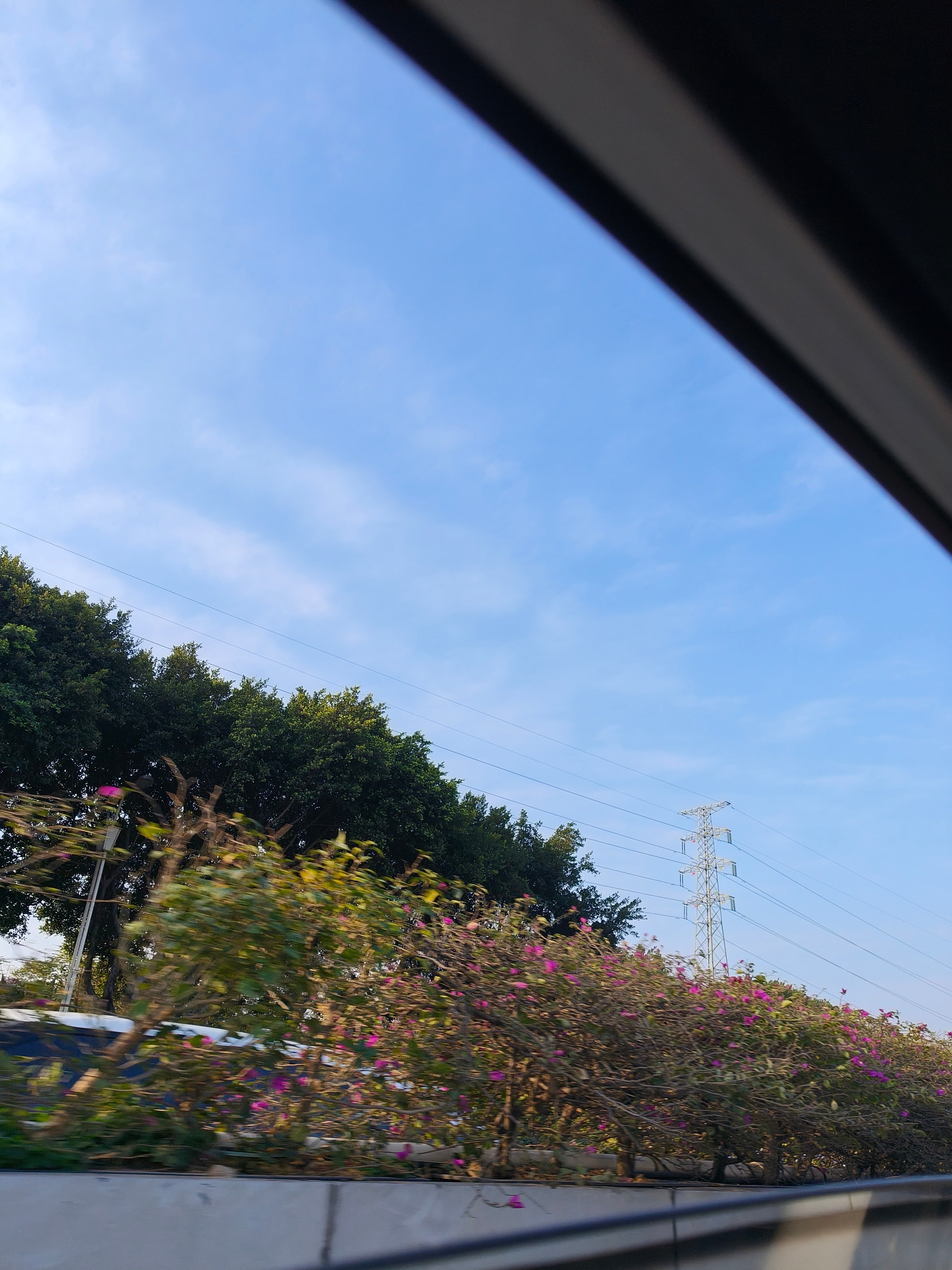 车窗一瞥：紫花灌木+蓝天+电线杆，是属于我们这代人的日常浪漫