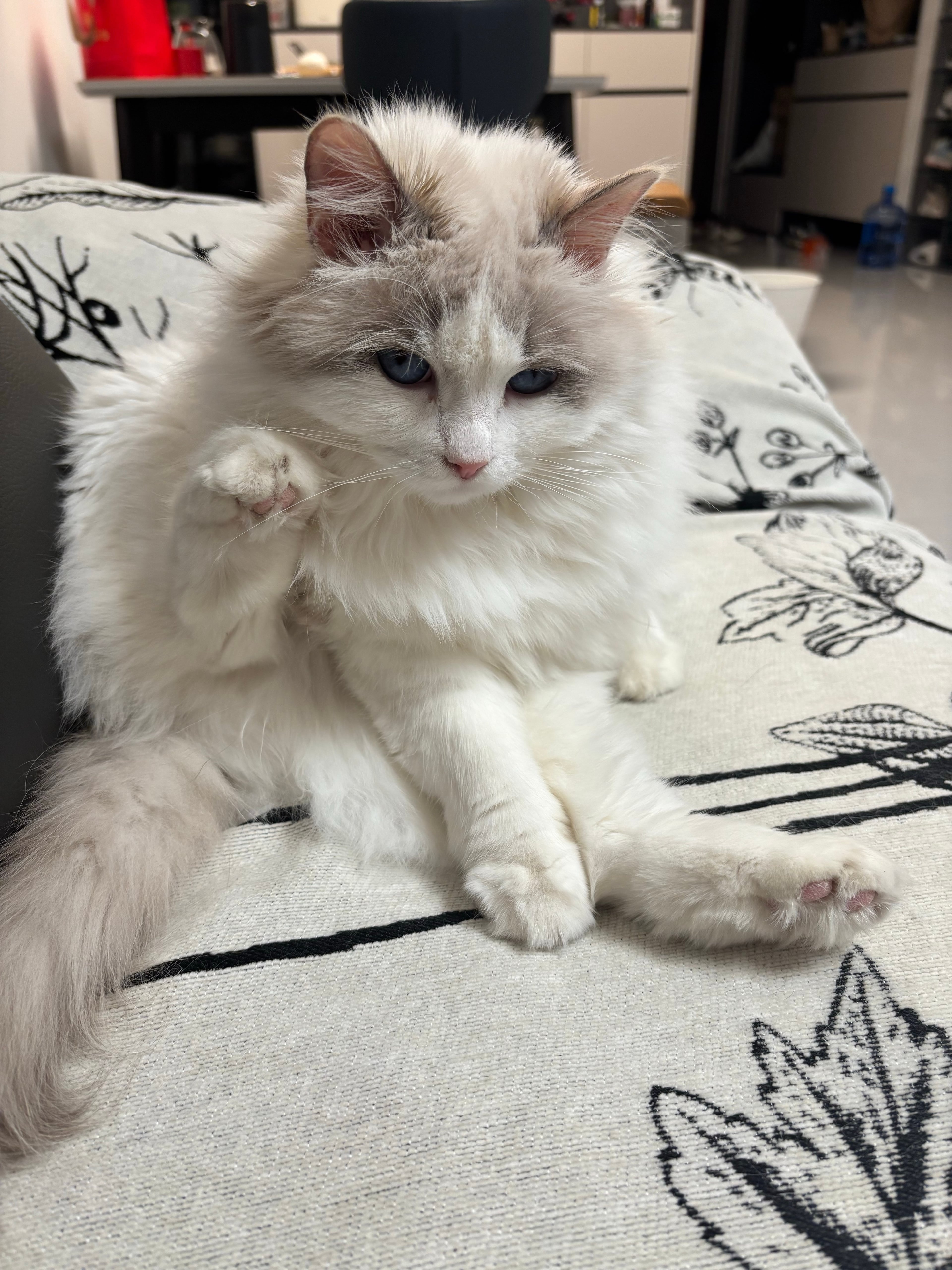 谁家猫主子把沙发当按摩椅了？蓝眼睛小团子正在自我修复中…