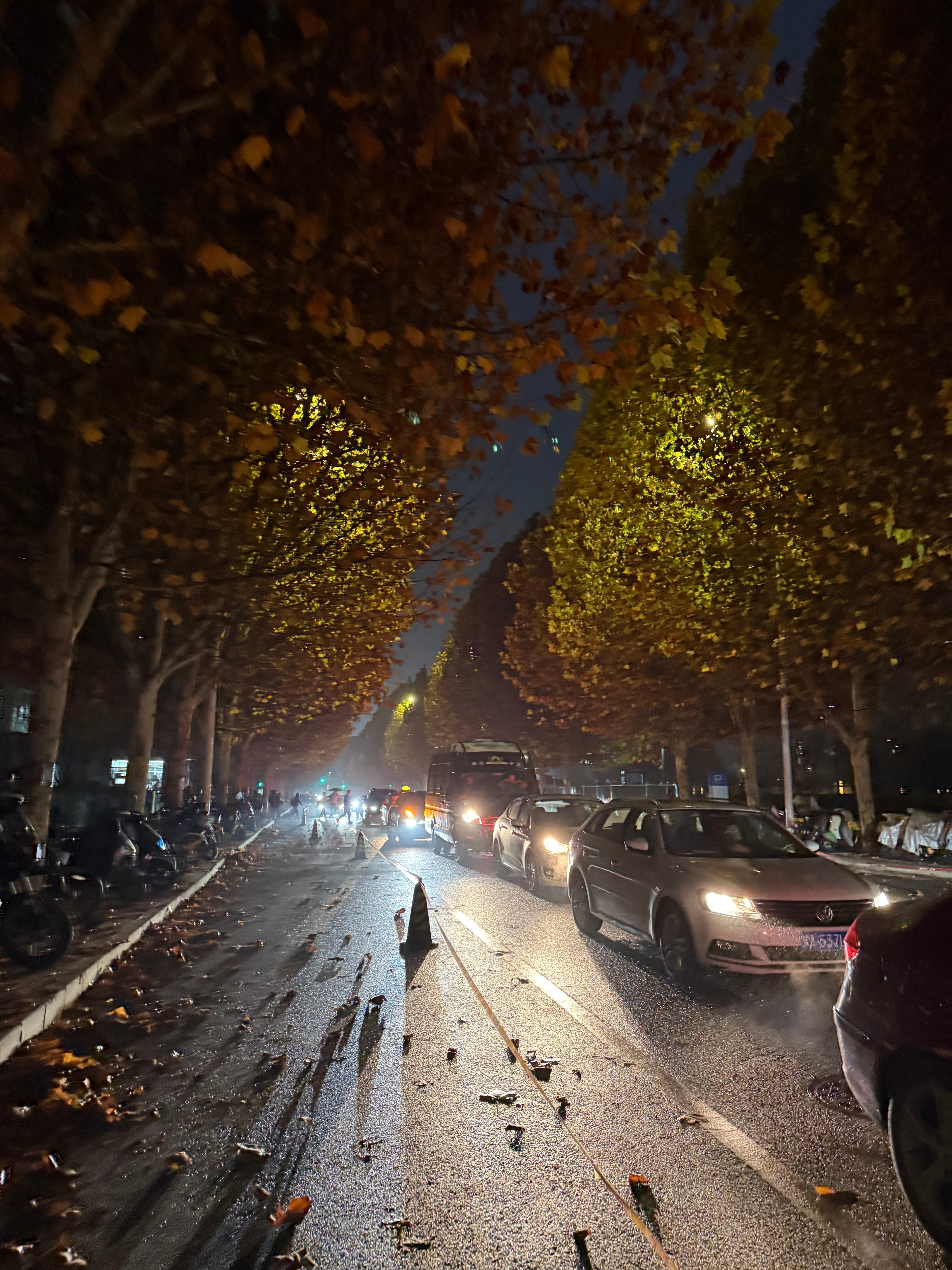秋夜路遇‘落叶雨’，车灯一照全是金箔✨
