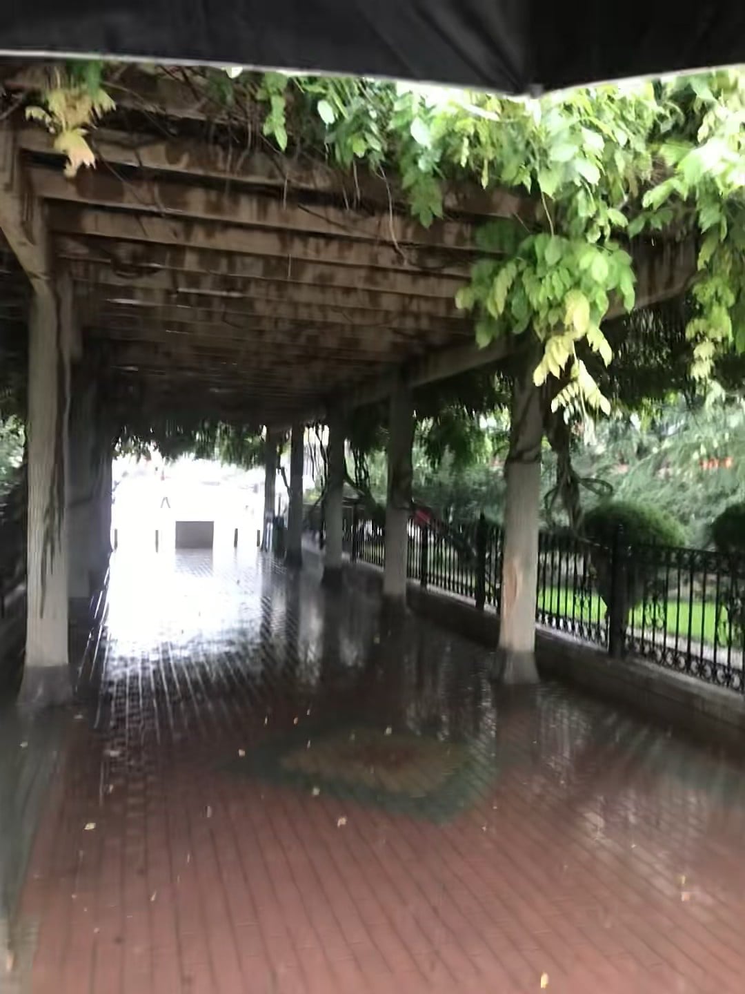 雨天走廊，藤蔓在头顶织了个绿穹顶