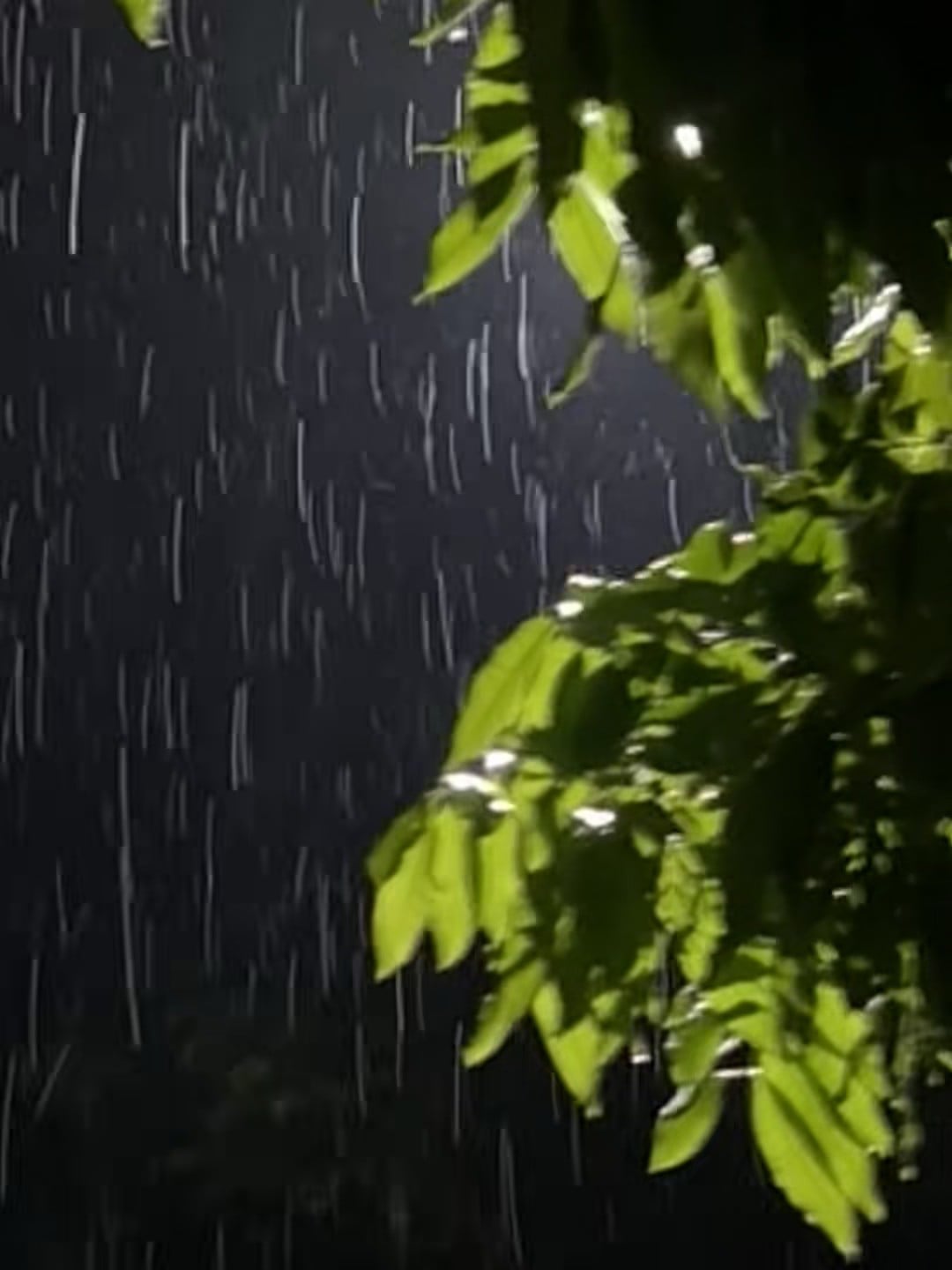 雨夜路过公园，绿叶被照得像翡翠