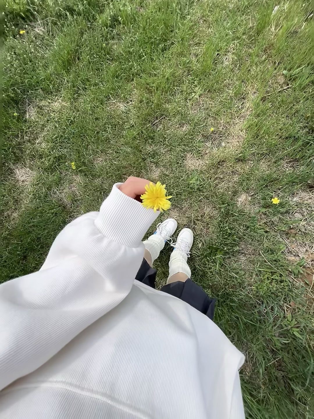 草地突然递来一朵蒲公英，像被世界轻轻捏了捏手心