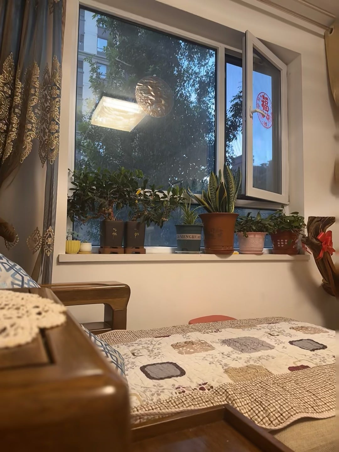 窗台小绿洲，傍晚偷懒时的治愈时刻