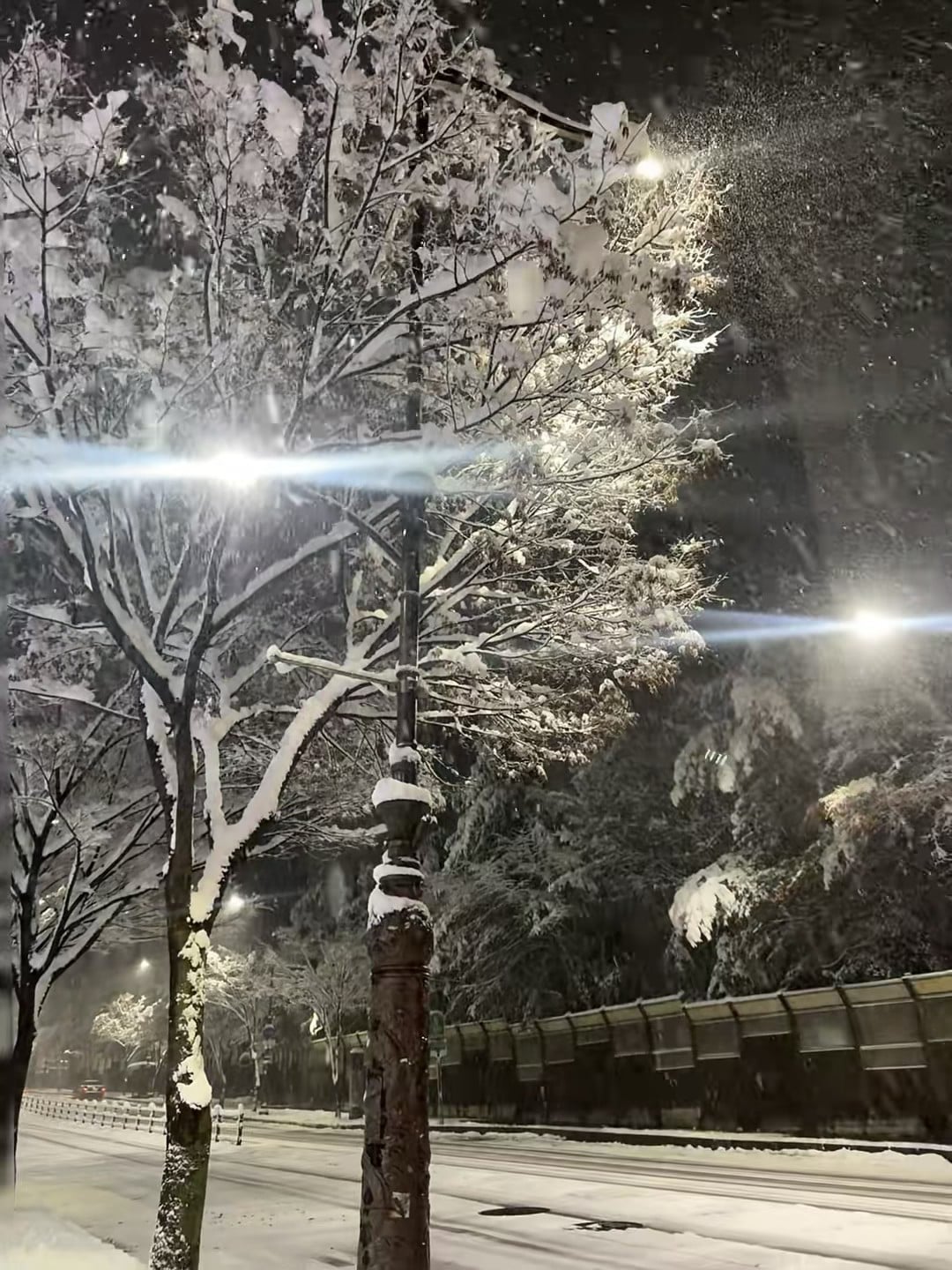 夜雪封街，路灯把树梢照成糖霜