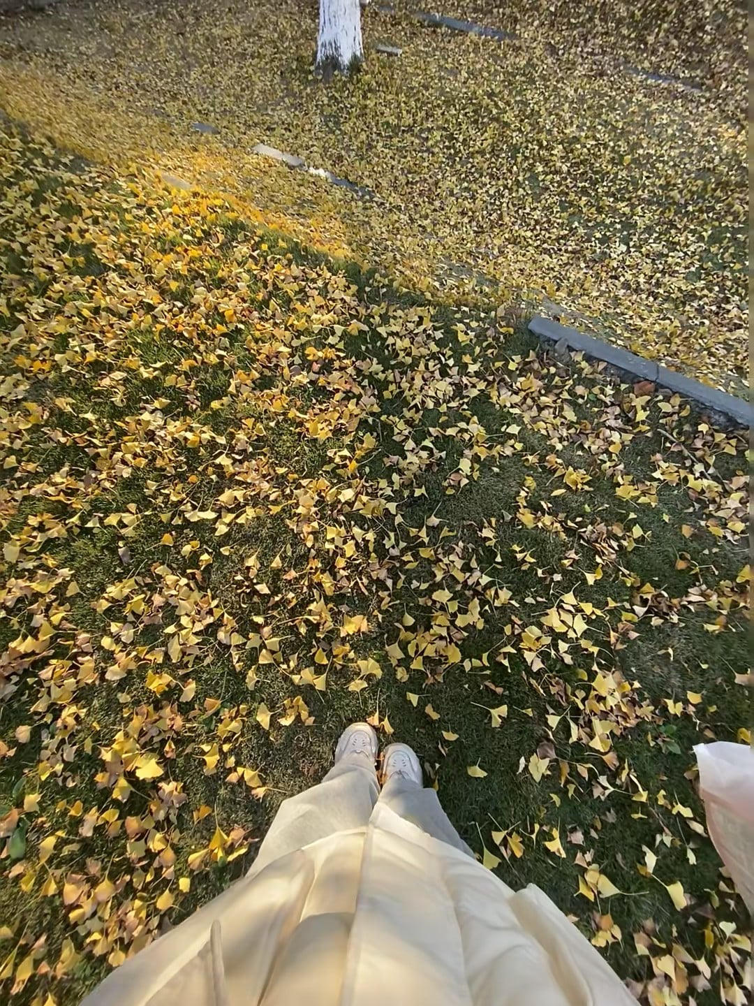 秋天的银杏地毯，踩上去沙沙响～今天在公园散步，被落叶绊了三下