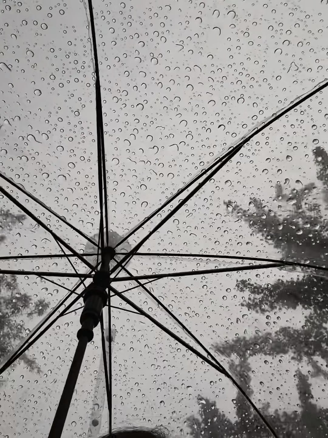 雨天撑伞的仪式感｜伦敦街头突然下起毛毛雨，伞面像撒了满天星
