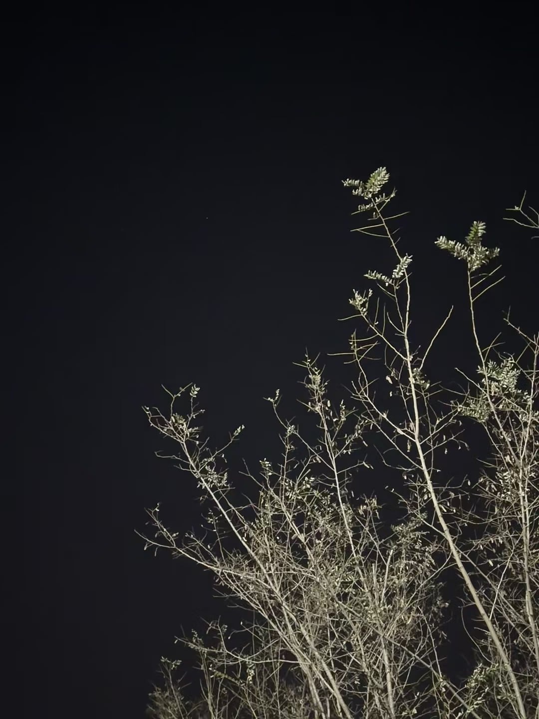 深夜路过小区后巷，发现这丛野草在路灯下像极了打翻的盐罐子