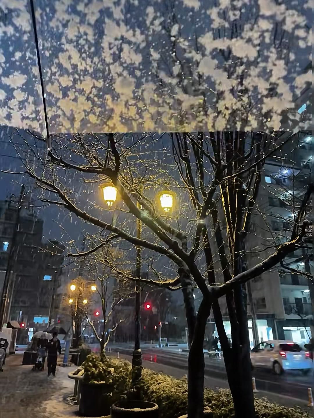 雪夜路灯下，树枝像撒了糖霜的甜点 🍬