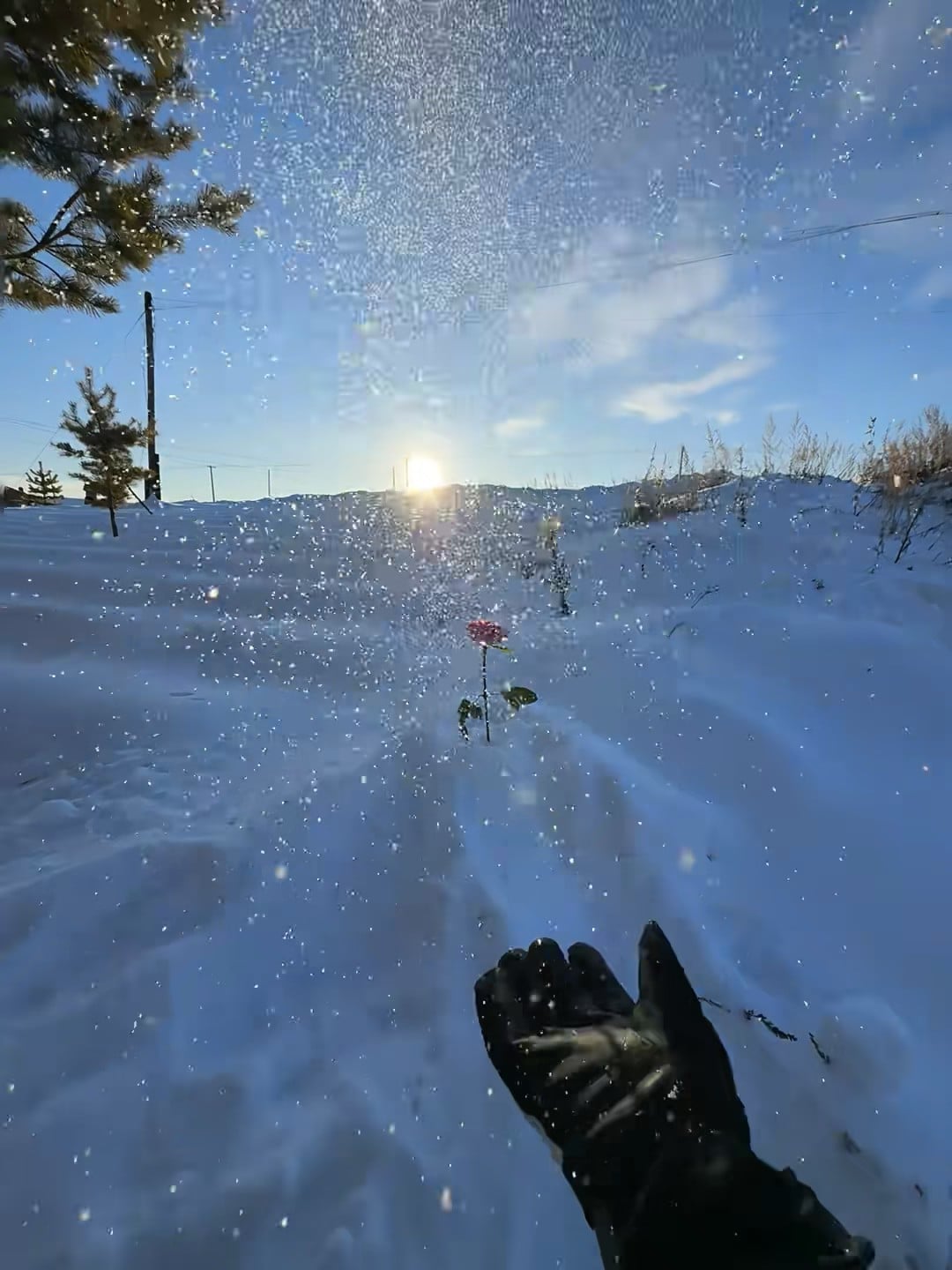 雪地里插朵红玫瑰？今天在郊区小路捡到的浪漫