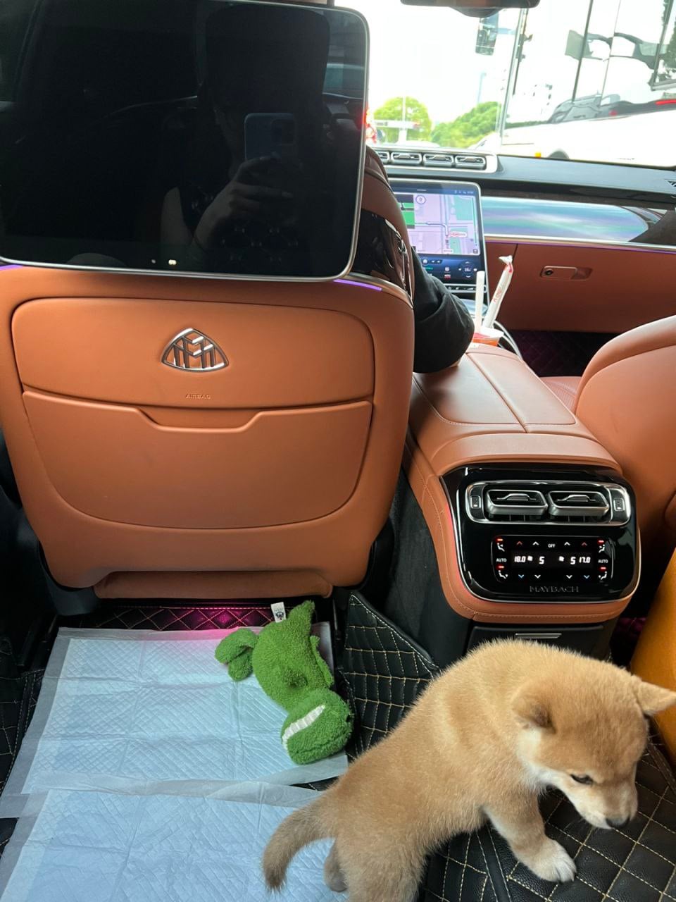 带柴犬幼崽第一次坐豪车后座…它只关心地上的尿垫和绿恐龙