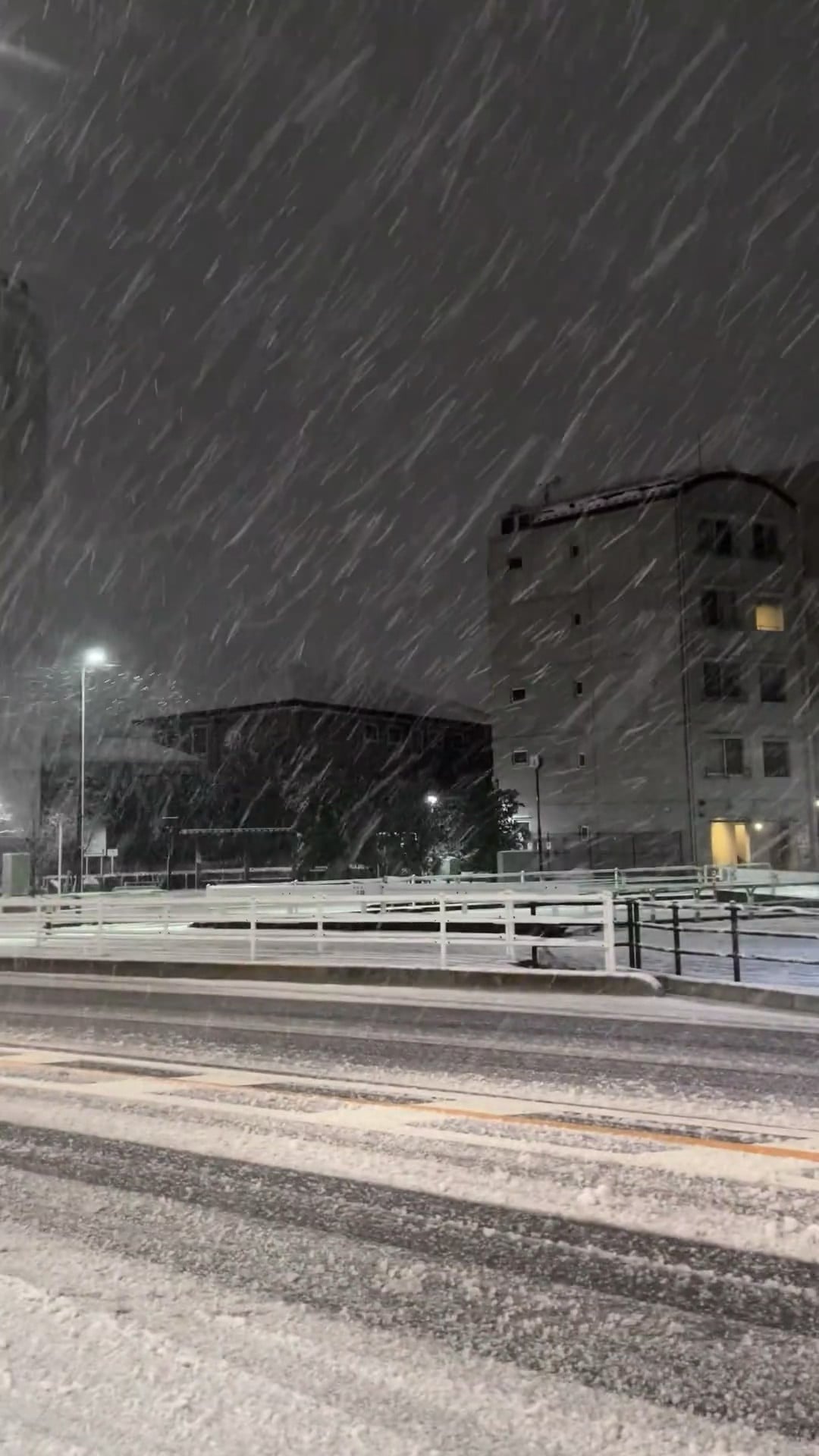 夜雪封路，连路灯都裹了层白棉被❄️