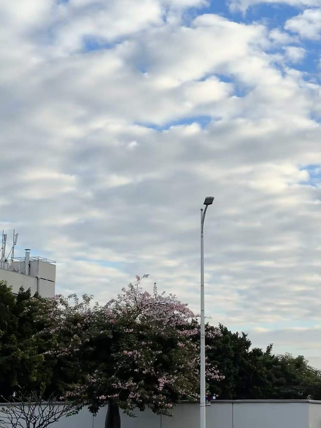 路过街角那棵开花的树，云层像被揉皱的旧信纸