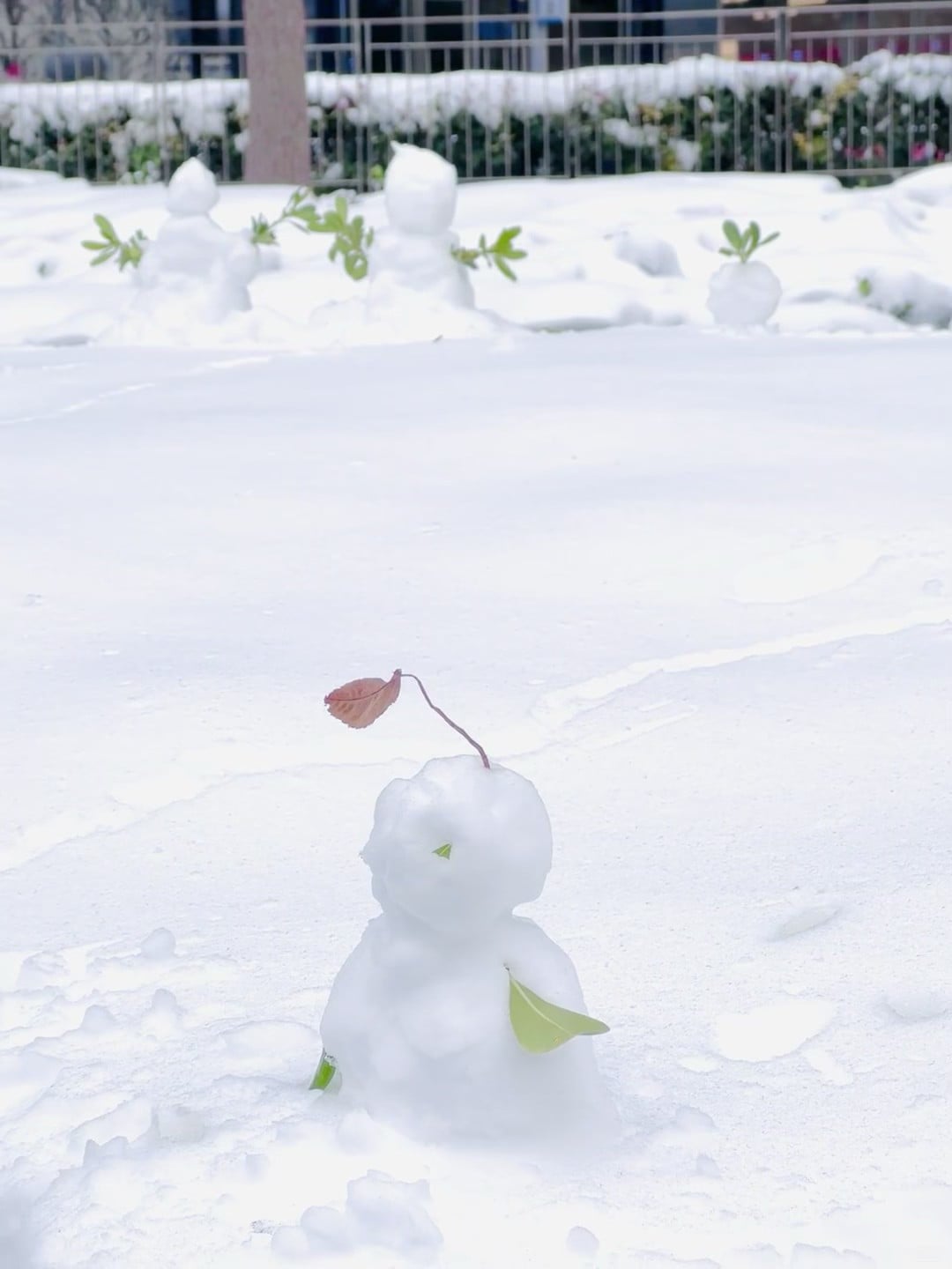 雪天偶遇小雪人 🧊｜今天在社区花园捡到一个带秋叶的雪球