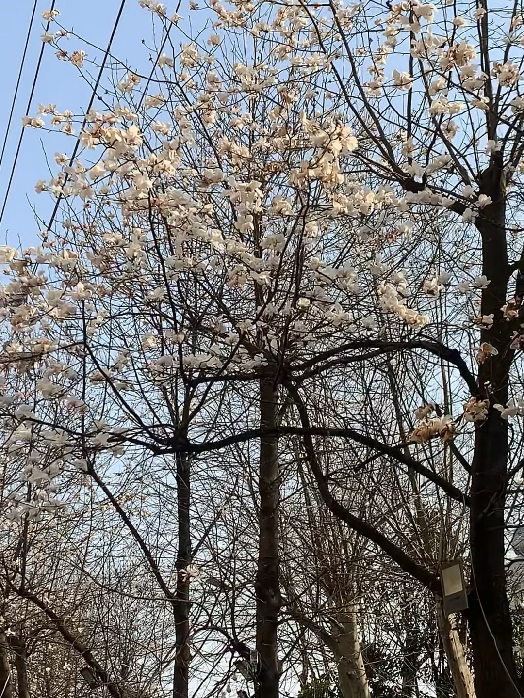 春天突然就撞进眼眶里了 🌸