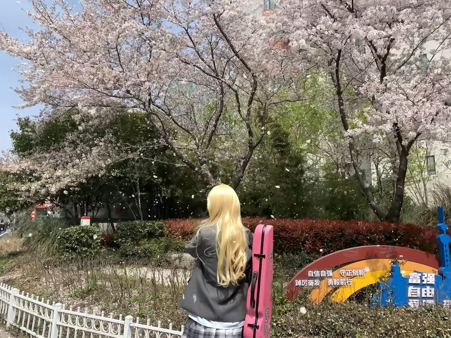 樱花季的粉色琴盒｜今天在校园边的步道上被吹成蒲公英了