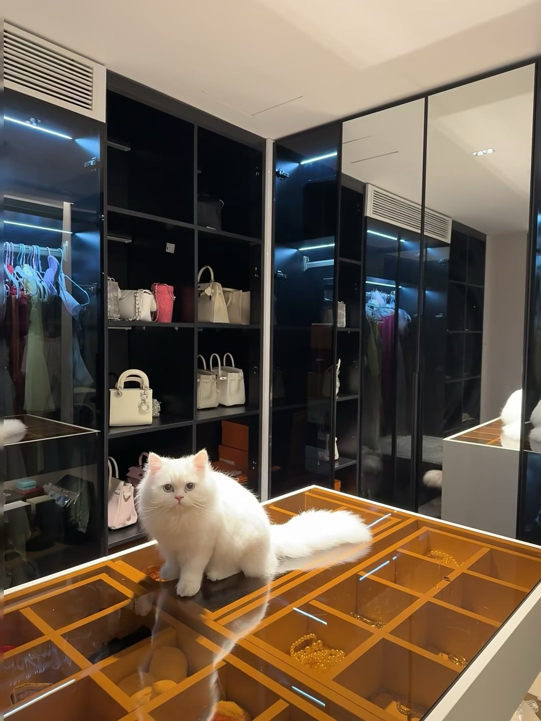 谁家猫主子把衣帽间当猫爬架了？白月光本光！