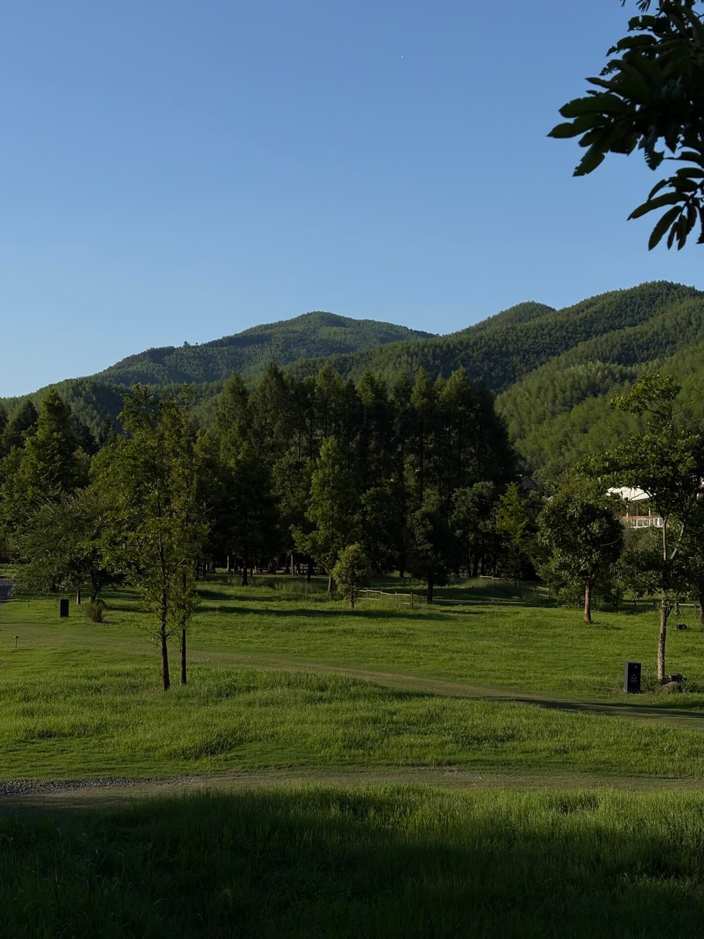 午后草地遛弯，风里都是松针香 🌲