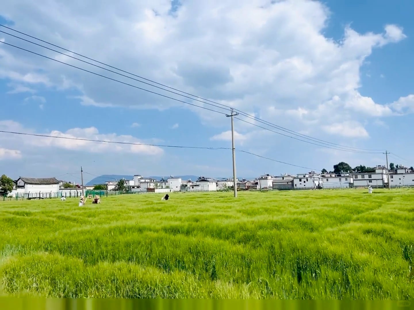 今天在田野边发呆，风里都是青麦香