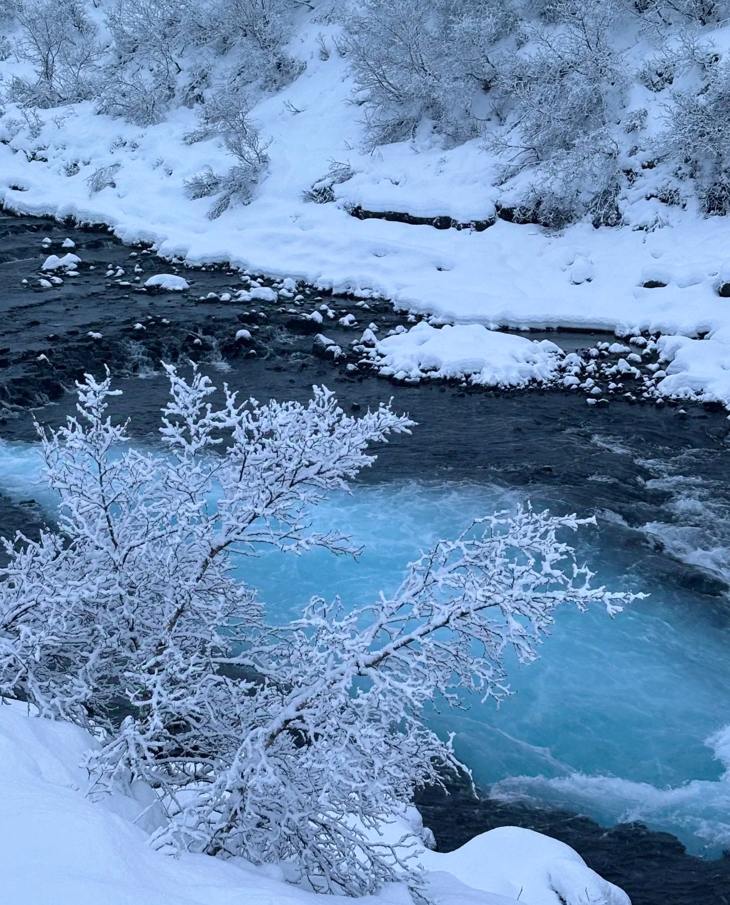 雪天溪流太绝了！蓝水配白枝，像被冻住的童话