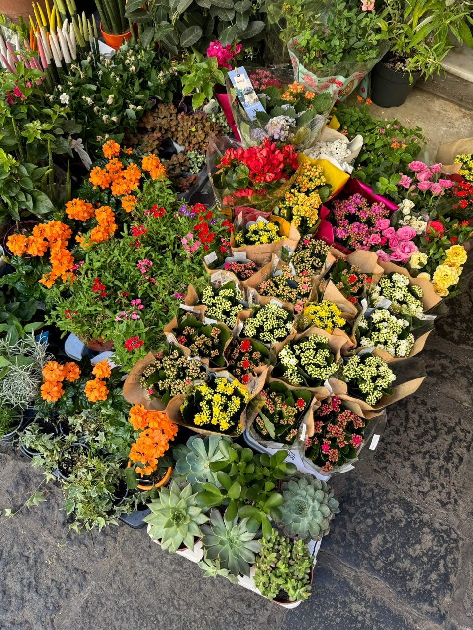 路过街角花市，被这堆小可爱砸懵了…谁懂啊！