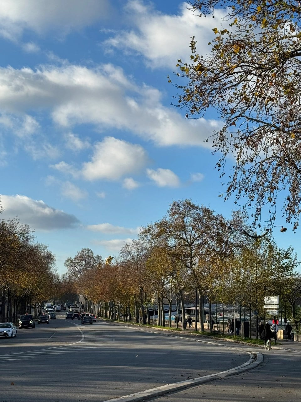 秋日街景｜路过塞纳河畔的梧桐大道，风一吹落叶像金箔撒满路