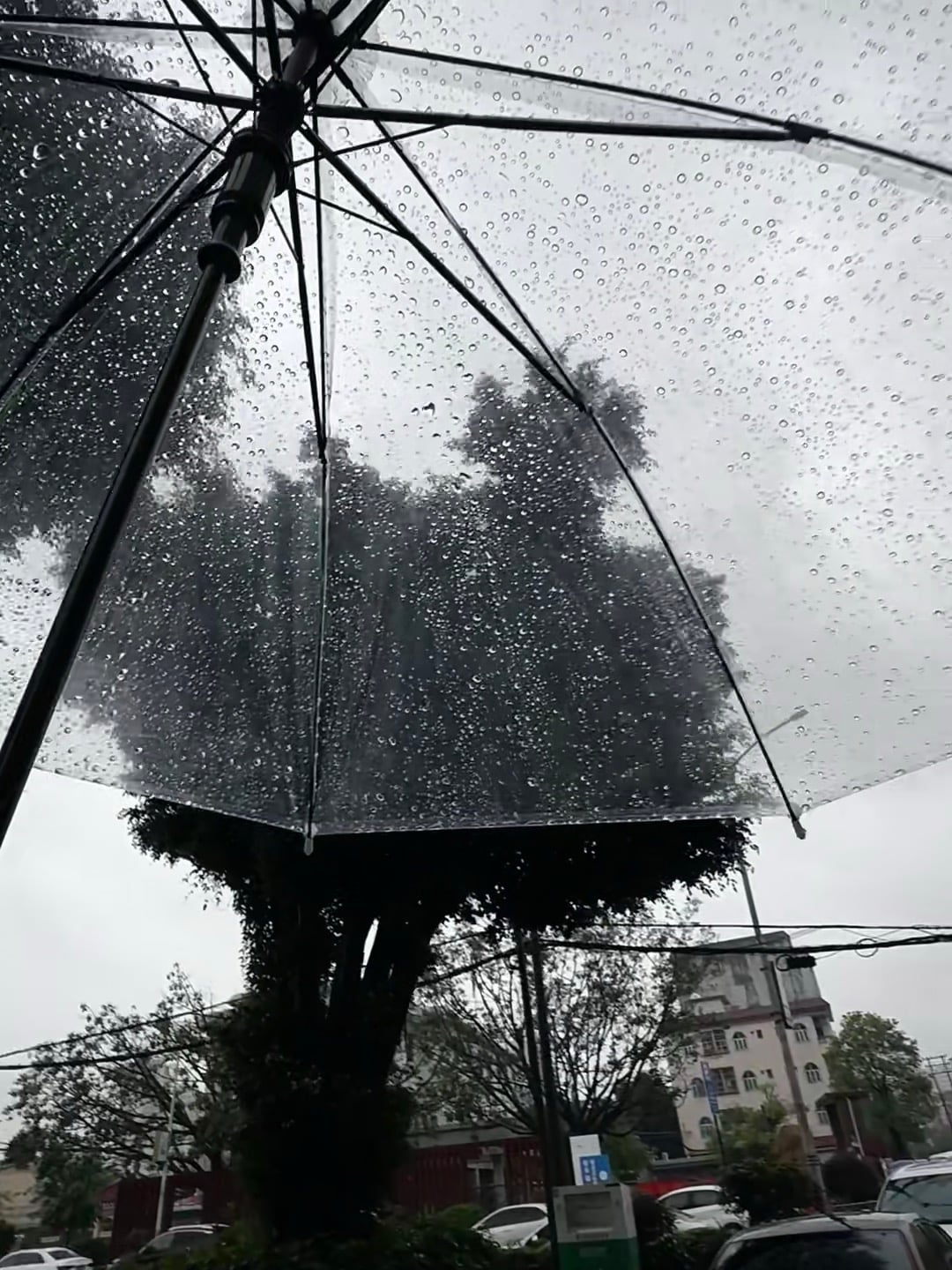 雨天撑伞的仪式感｜路过老城街角那棵歪脖子树，伞面像撒了满天星