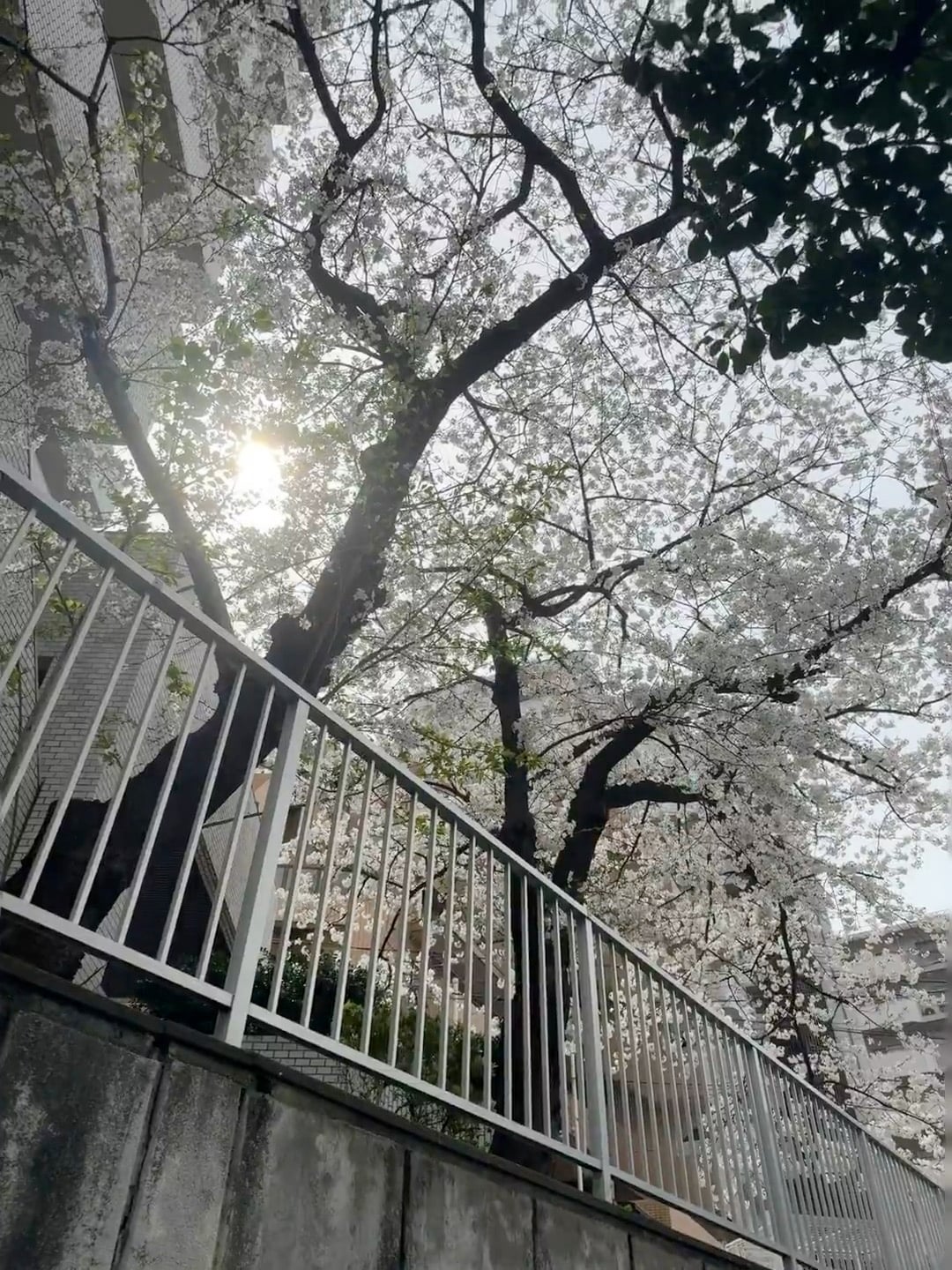 路过小区后巷，樱花突然炸开了一整片云