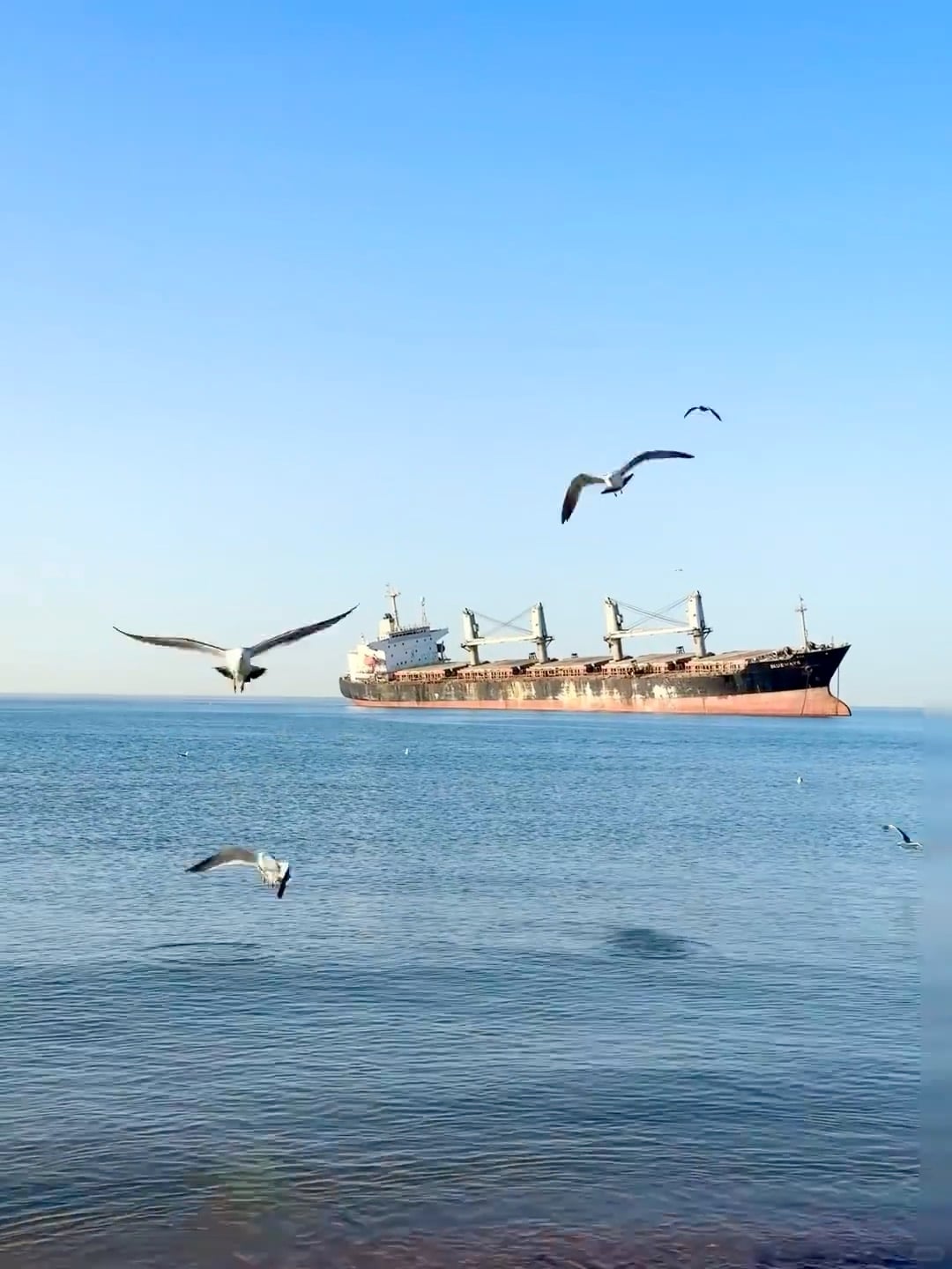 今天在湖边偶遇巨型货轮，海鸥追着它飞了三圈… 🌊✈️