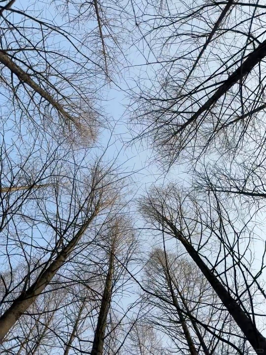 冬日仰望，树梢把天空剪成碎玻璃