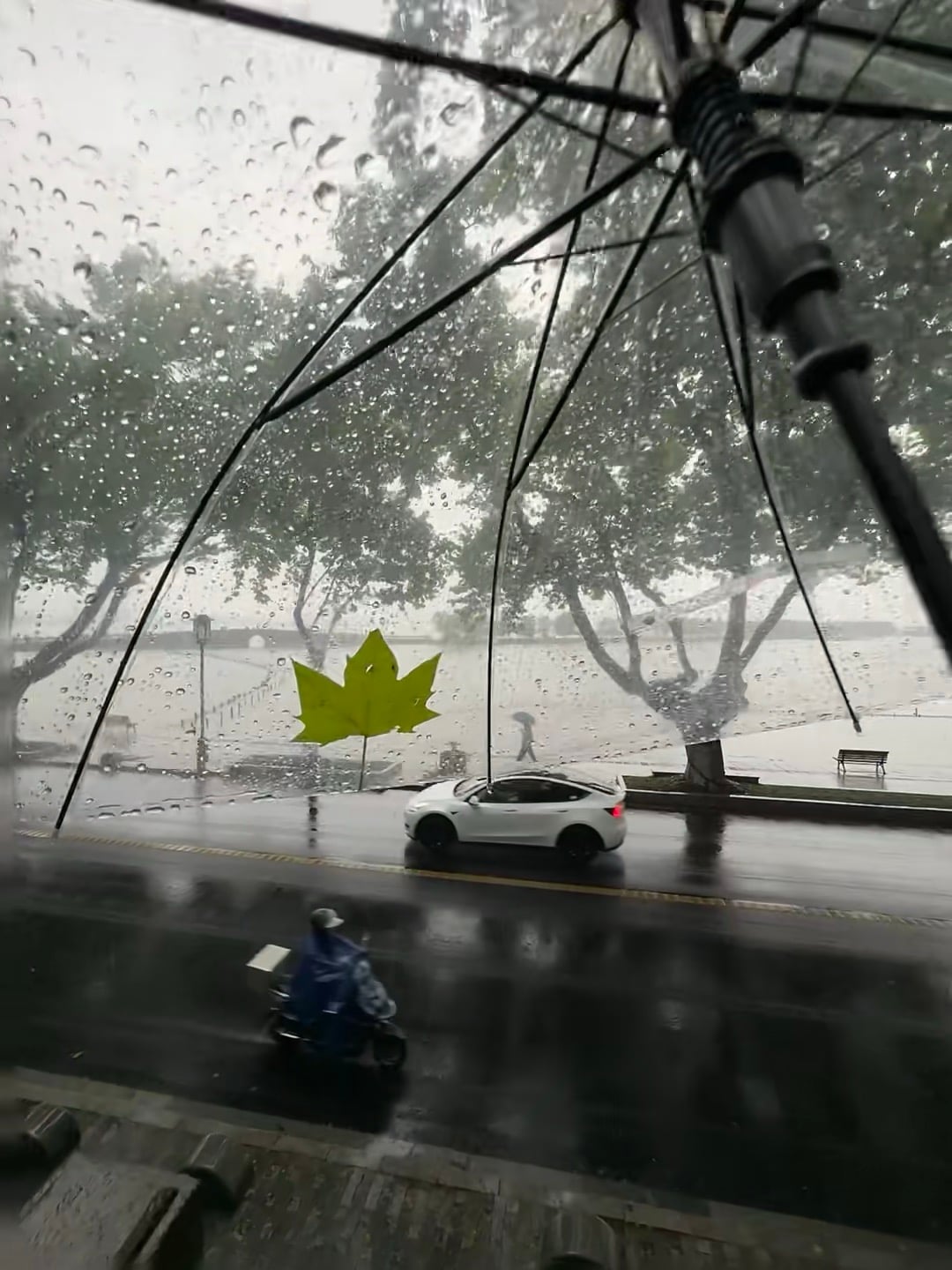 雨天的意外彩蛋：伞下飘来一片绿枫叶