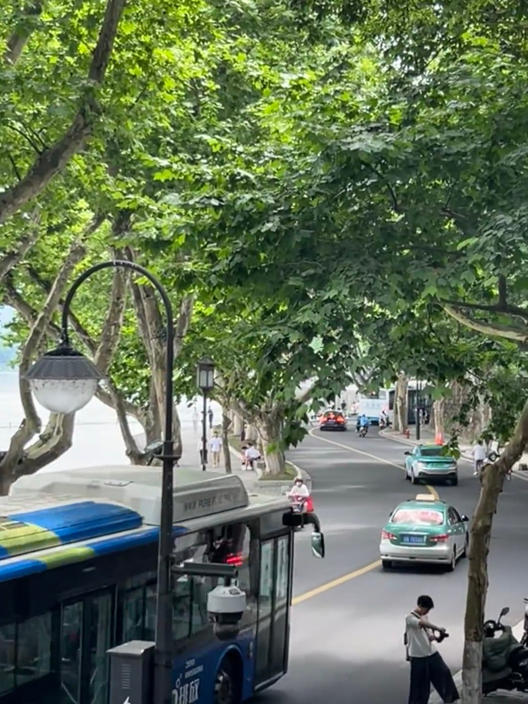 今天在湖边大道等公交，绿荫像天然顶棚，连路灯都长了叶子