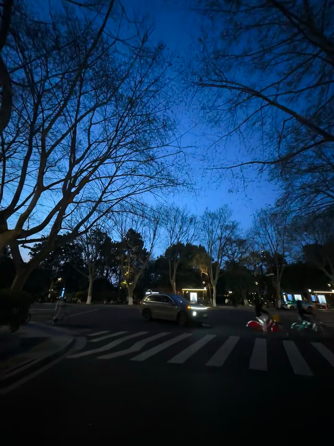 蓝调时刻的街角，车灯和树影在斑马线上打了个照面